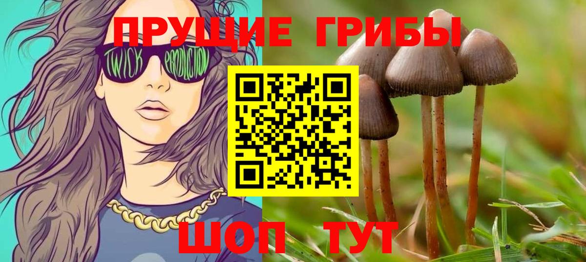 Галлюциногенные грибы Psilocybe  Вход с VPN  Карпинск  Галлюциногенные грибы прущие грибы 
